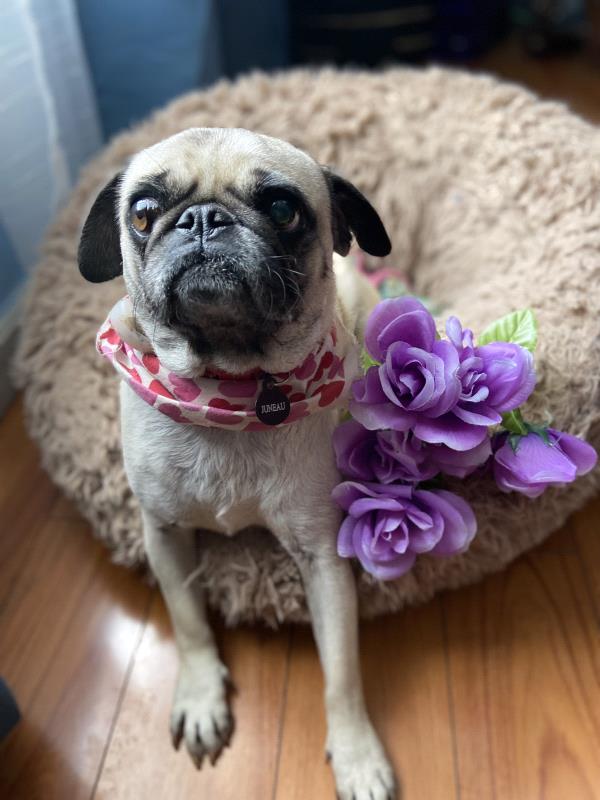 /images/uploads/pug nation rescue of los angeles/pugnation2024/entries/30979thumb.jpg
